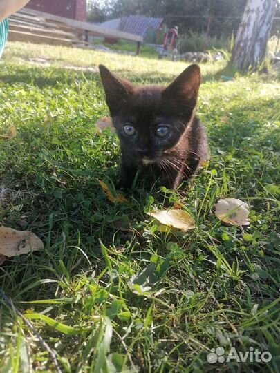 Котята в добрые руки бесплатно мальчики