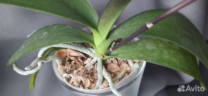 Орхидея фаленопсис хатуюки цветущая