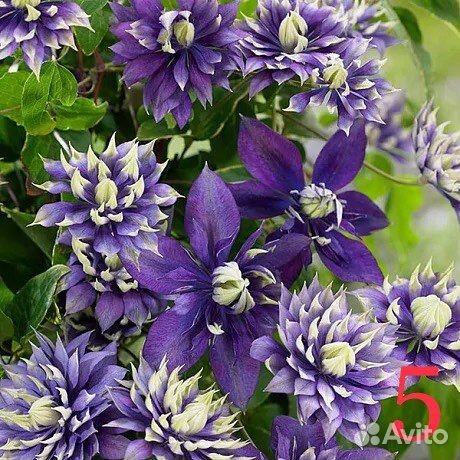 Клематисы