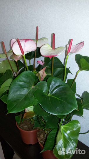 Антуриум Амалия Элеганс