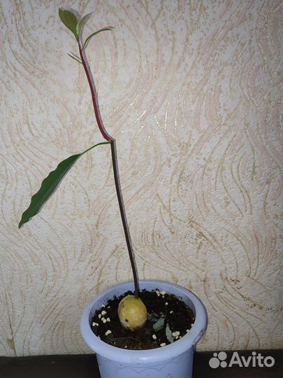 Авокадо растение