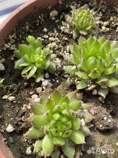 Каменный цветок