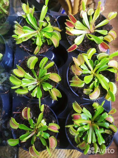 Венерина мухоловка (дионея)