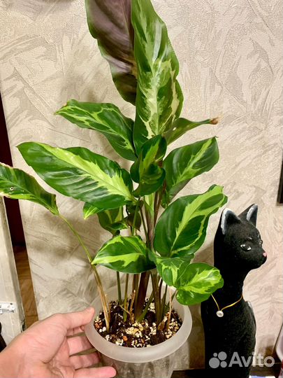 Калатея Электрошок