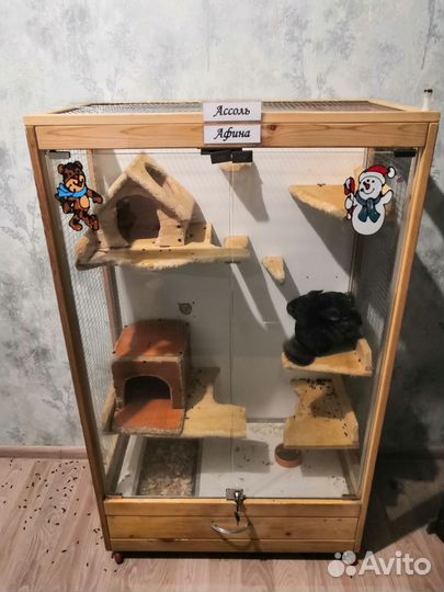 Шиншиллы девочки с витриной