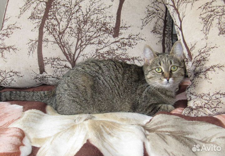 Потерялась кошка