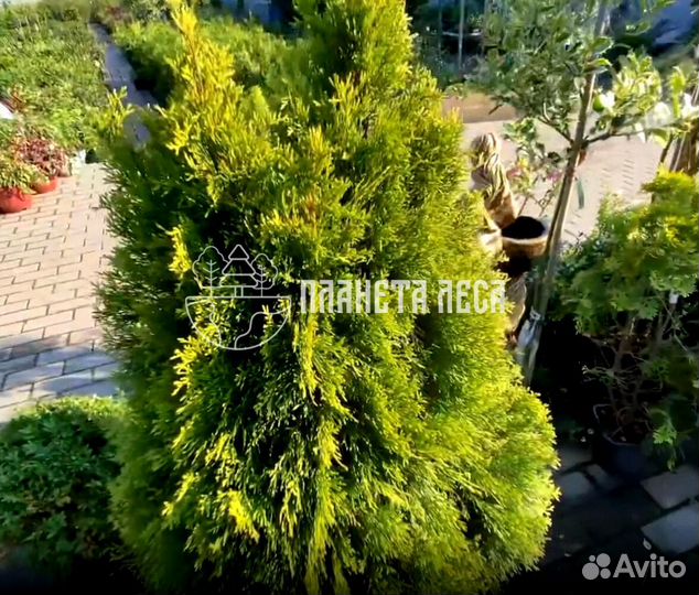 Туя западная Голден Смарагд Морозостойка
