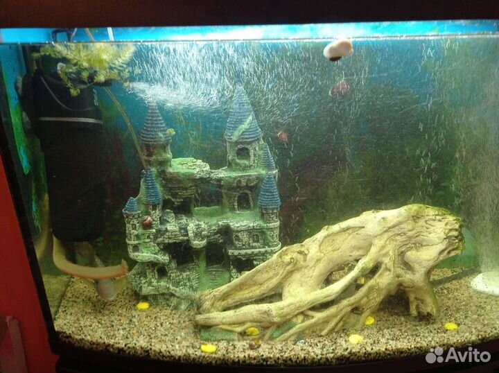 Аквариум, рыбки, декорации