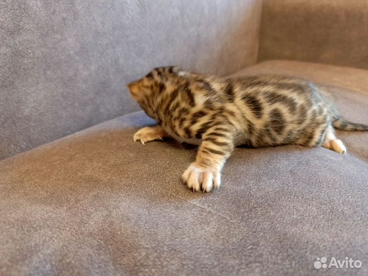 Бенгальские котята