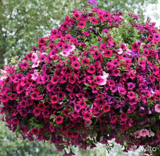 Ампельная петуния