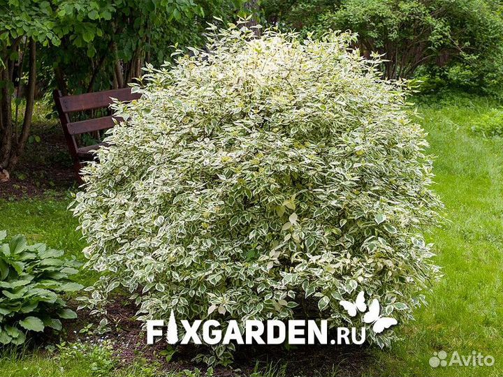 Дерен белый элегантиссима Высота от 25см