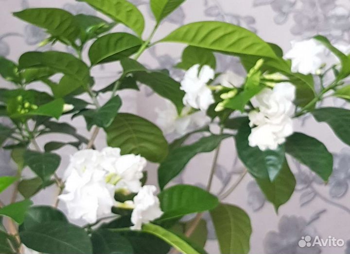 Табернемонтана