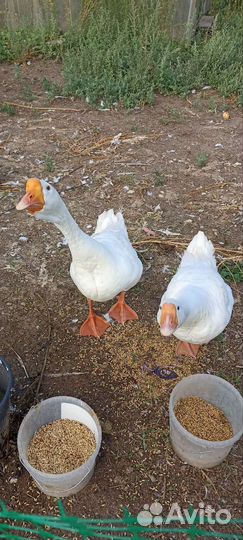 Гусь с гусыней 1 год