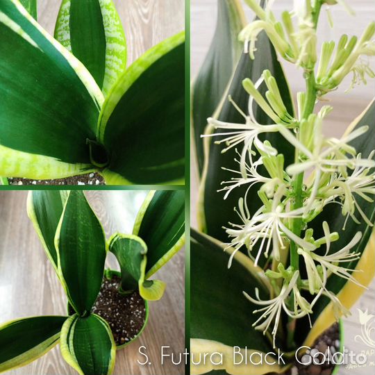 Сансевиерии