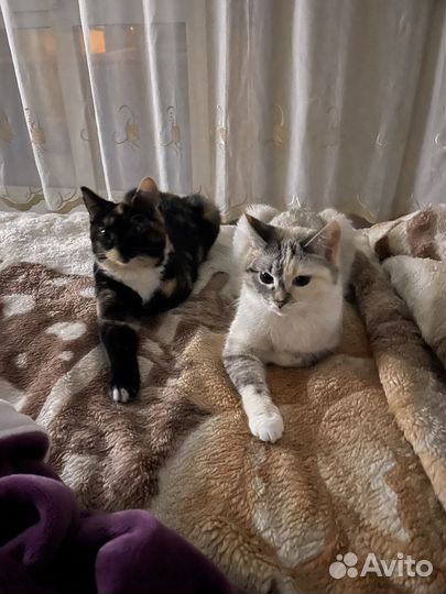 Отдам в добрые руки