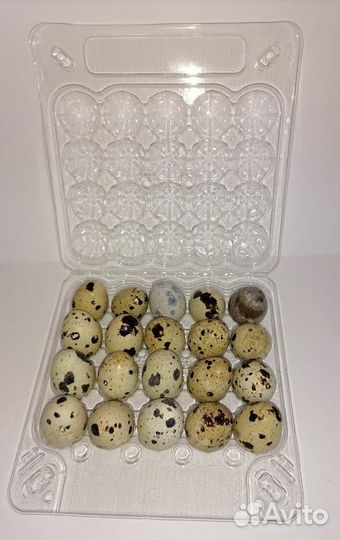 Производим коррекс для перепелиных яиц