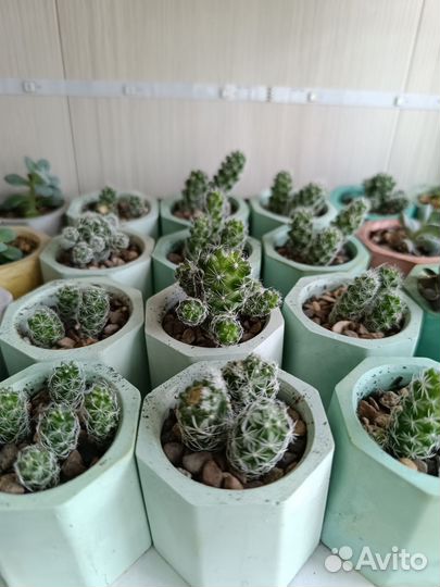 Кактусы и суккуленты