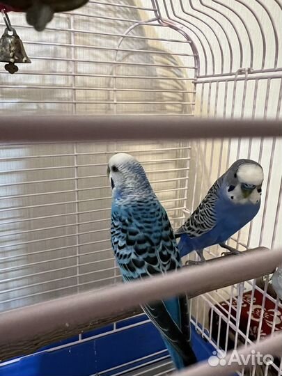 Волнистый попугай