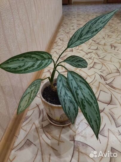 Аглаонема Сильвер Кинг