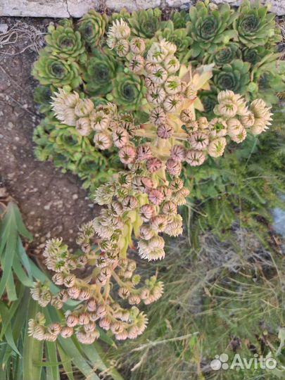 Молодило, каменная роза для флорариума