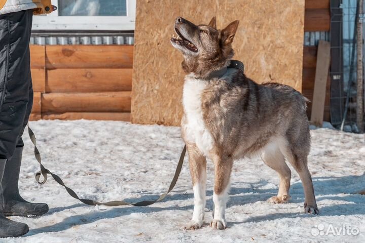 Каспер - дружелюбный пёс, взрослый и надёжный