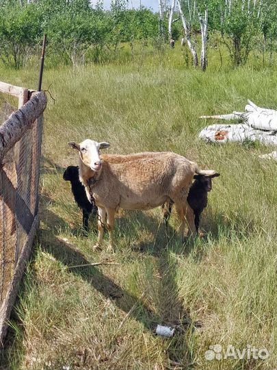 Овцы с ягнятами