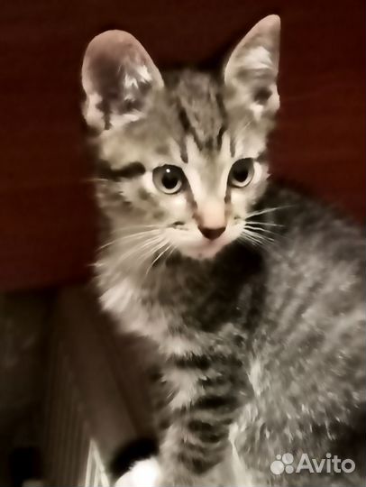 Котенок