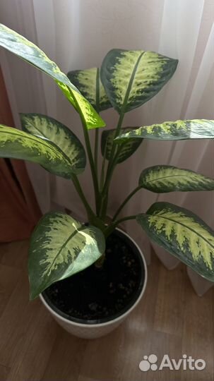 Диффенбахия