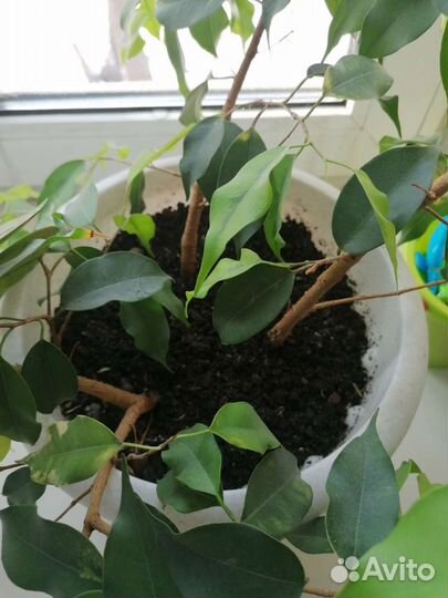 Фикус бенджамина