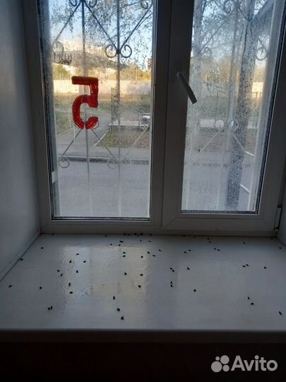 Уничтожение тараканов, обработка участков