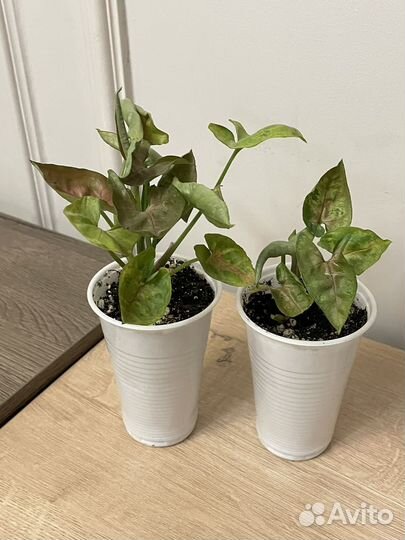 Сингониум тиффани