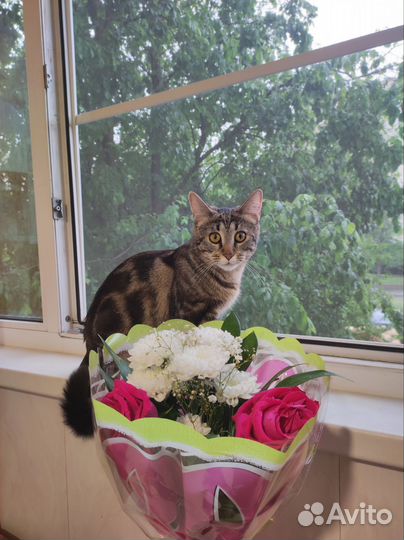 Кошка 1 год