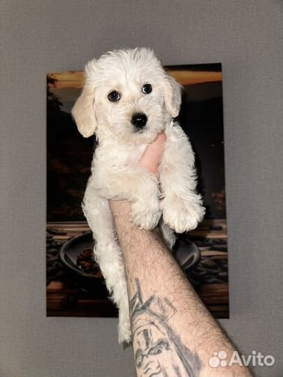 Малыш мальтипу 2 месяца