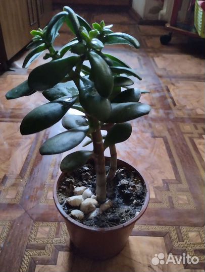 Денежное дерево красула толстянка