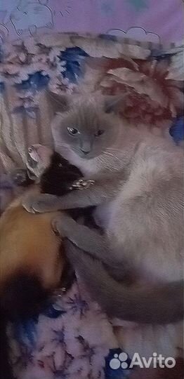 Сиамская кошка