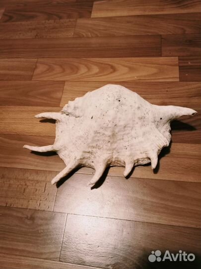 Крупная ракушка