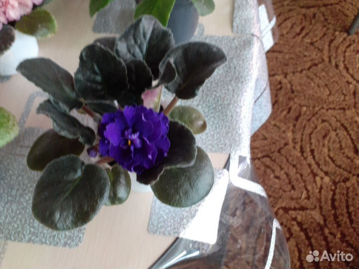 Фиалки сортовые