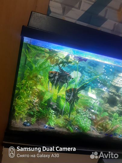 Аквариумные растения и анцитрусы