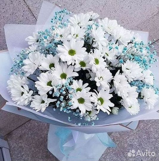 Хризантема