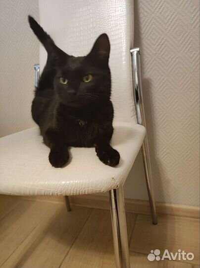 Кошка черная