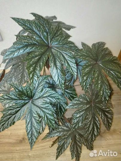 Королевская бегония Gryphon и другие