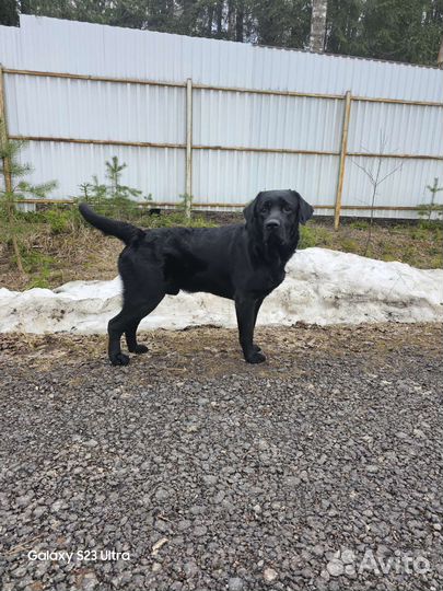 Лабрадор для вязки