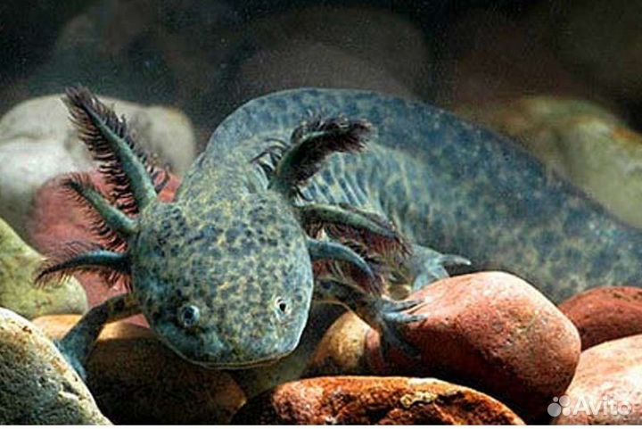 Аксолотли в магазине ассортимент