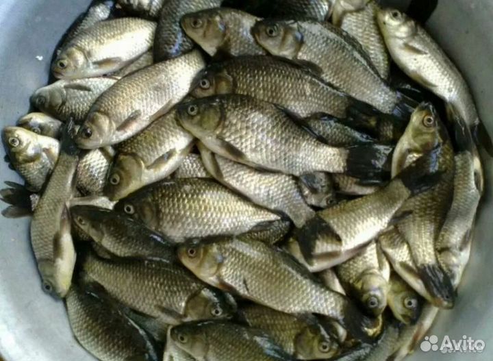 Живец карась