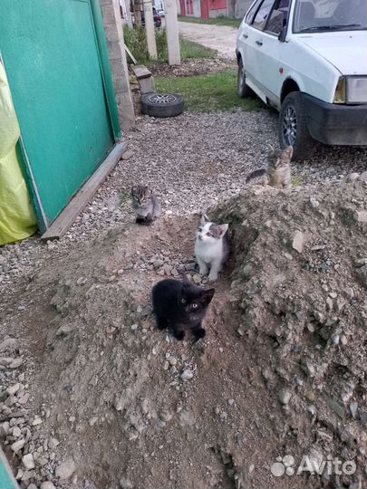 Котята в добрые руки