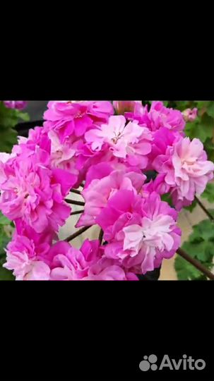 Пеларгонии сортовые