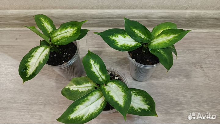 Диффенбахия Камилла, отростки