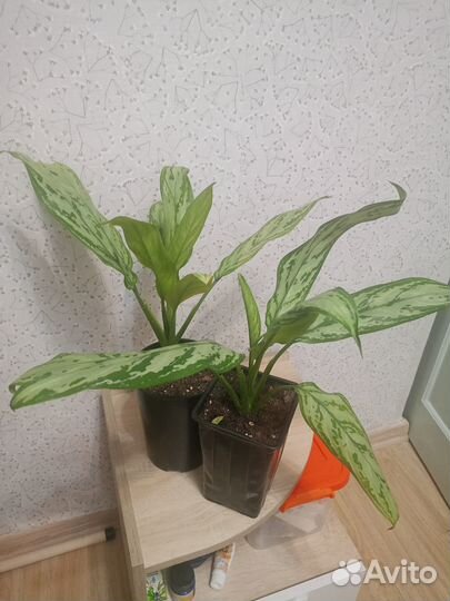 Комнатные растения