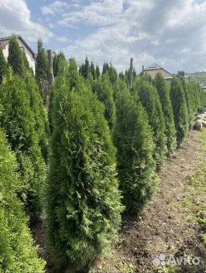 Туи зеленые