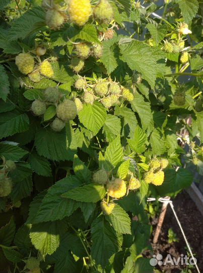 Малина штамбовая, ремонт., лет.,саж